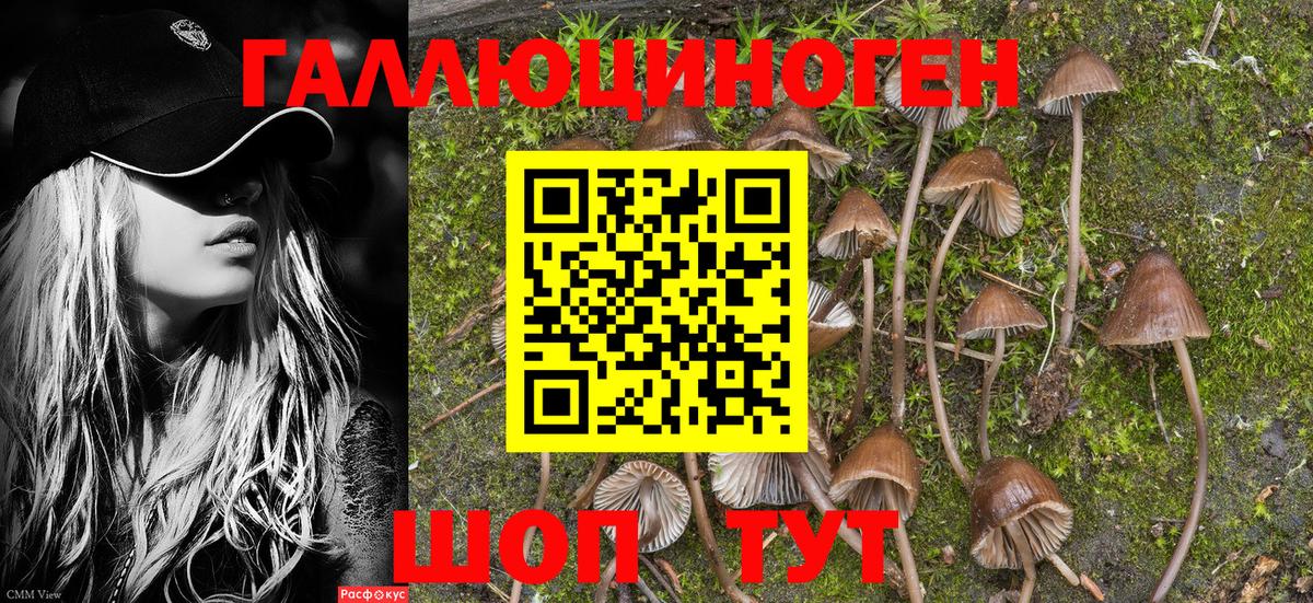 Валуйки  Галлюциногенные грибы Psilocybine cubensis  Вход с VPN 